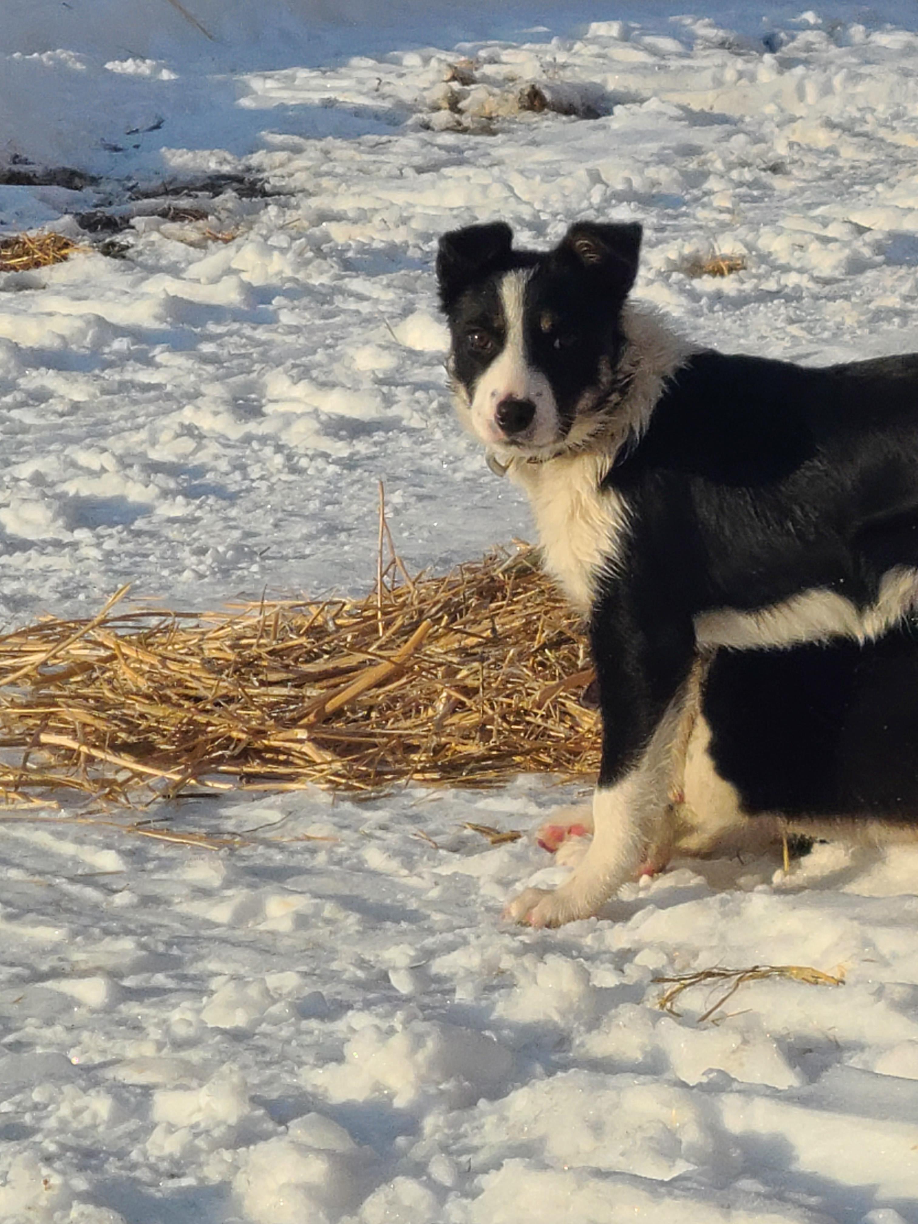 Photo of Female puppy