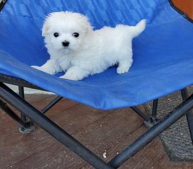 Photo of Pure breed Maltese Puppies available. - 1