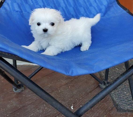 Photo of Pure breed Maltese Puppies available.