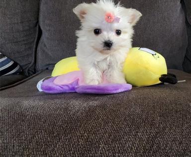 Photo of Pure breed Maltese Puppies available. - 2