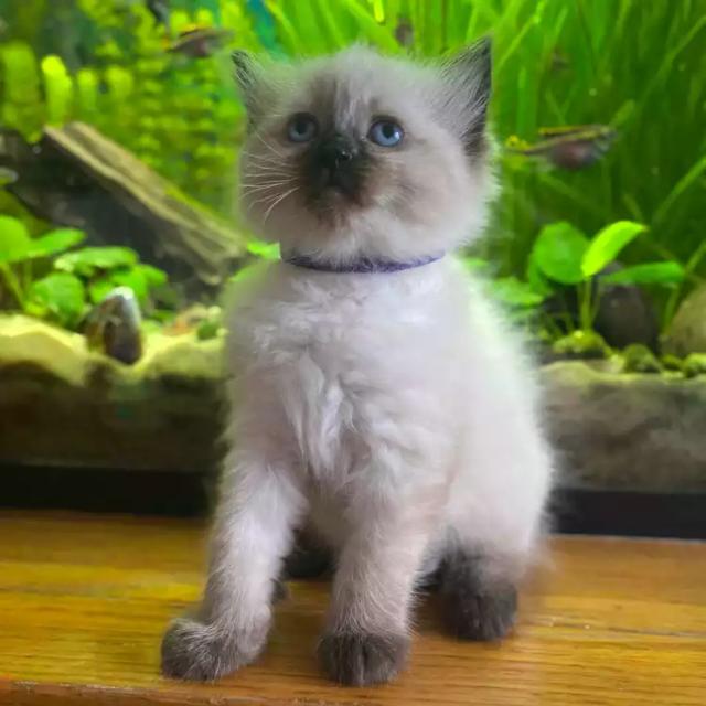 Photo of Absolutely gorgeous Ragdoll kittens