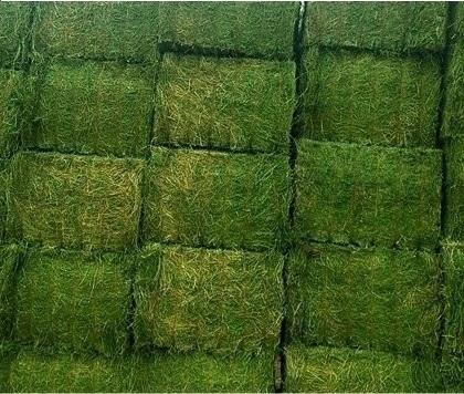 Photo of Affordable Hay for sale