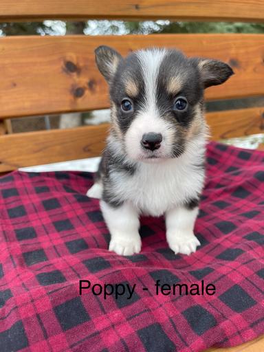 Photo of Purebred Pembroke Welsh Corgi puppies - 1