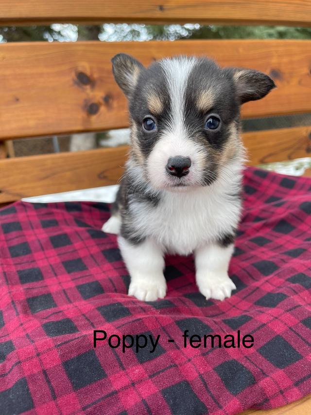 Photo of Purebred Pembroke Welsh Corgi puppies