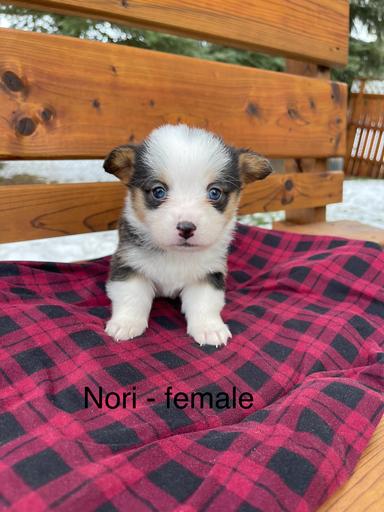 Photo of Purebred Pembroke Welsh Corgi puppies - 2