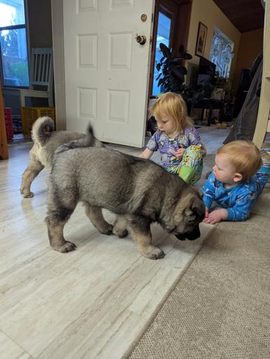 Photo of NORWEGIAN ELKHOUND PUPPIES READY TO GO - 1