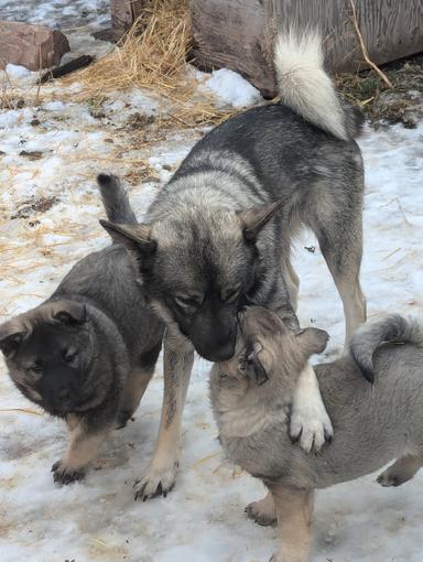 Photo of NORWEGIAN ELKHOUND PUPPIES READY TO GO - 2