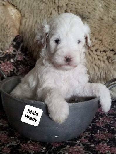 Photo of Multi Generational Golden Doodle Puppies