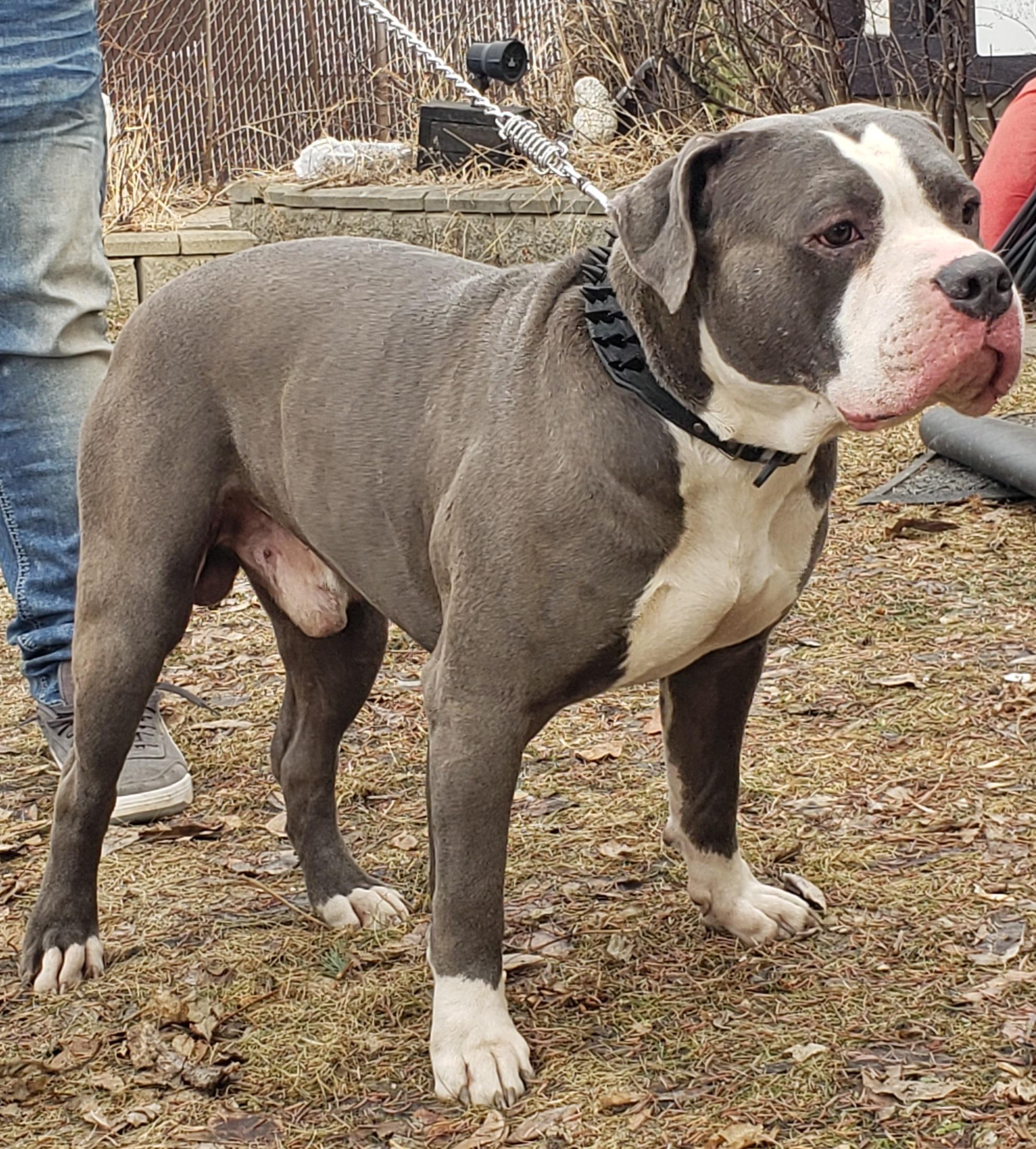 Photo of **AMERICAN BULLY PUPS **