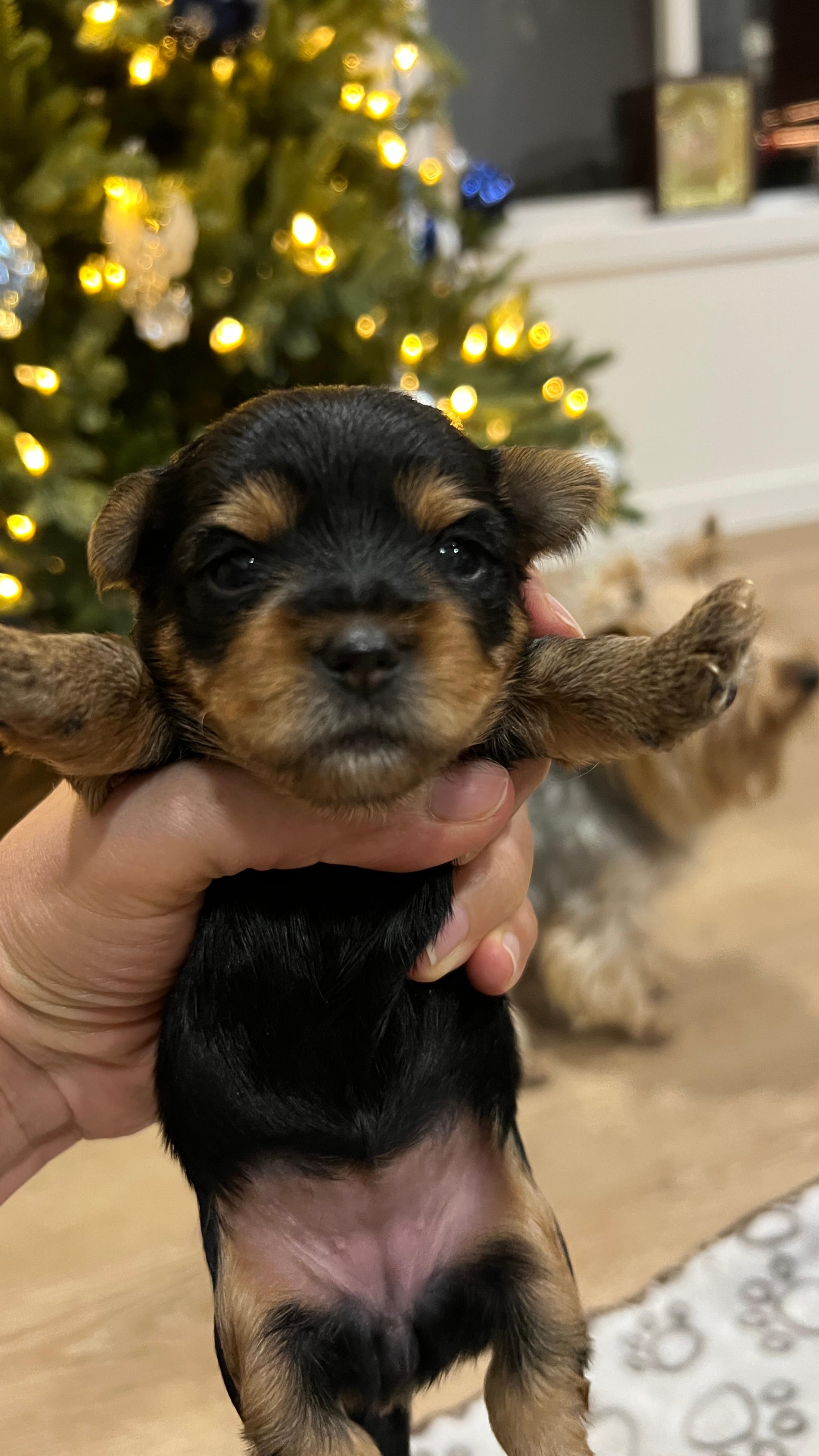 Photo of Purebred Yorkie