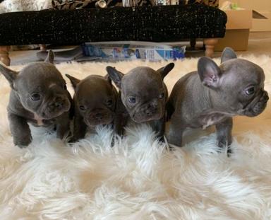 Photo of Beautiful Blue French bull dogs - 1