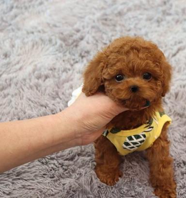 Photo of Stunning Red Toy Poodle Puppies  - 1