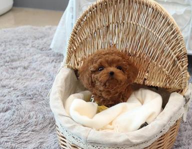 Photo of Stunning Red Toy Poodle Puppies  - 2