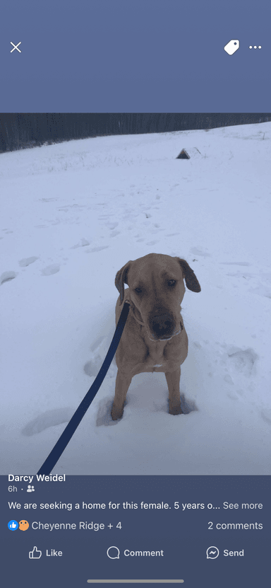 Photo of 4 years old mastiff Great Dane female - 1