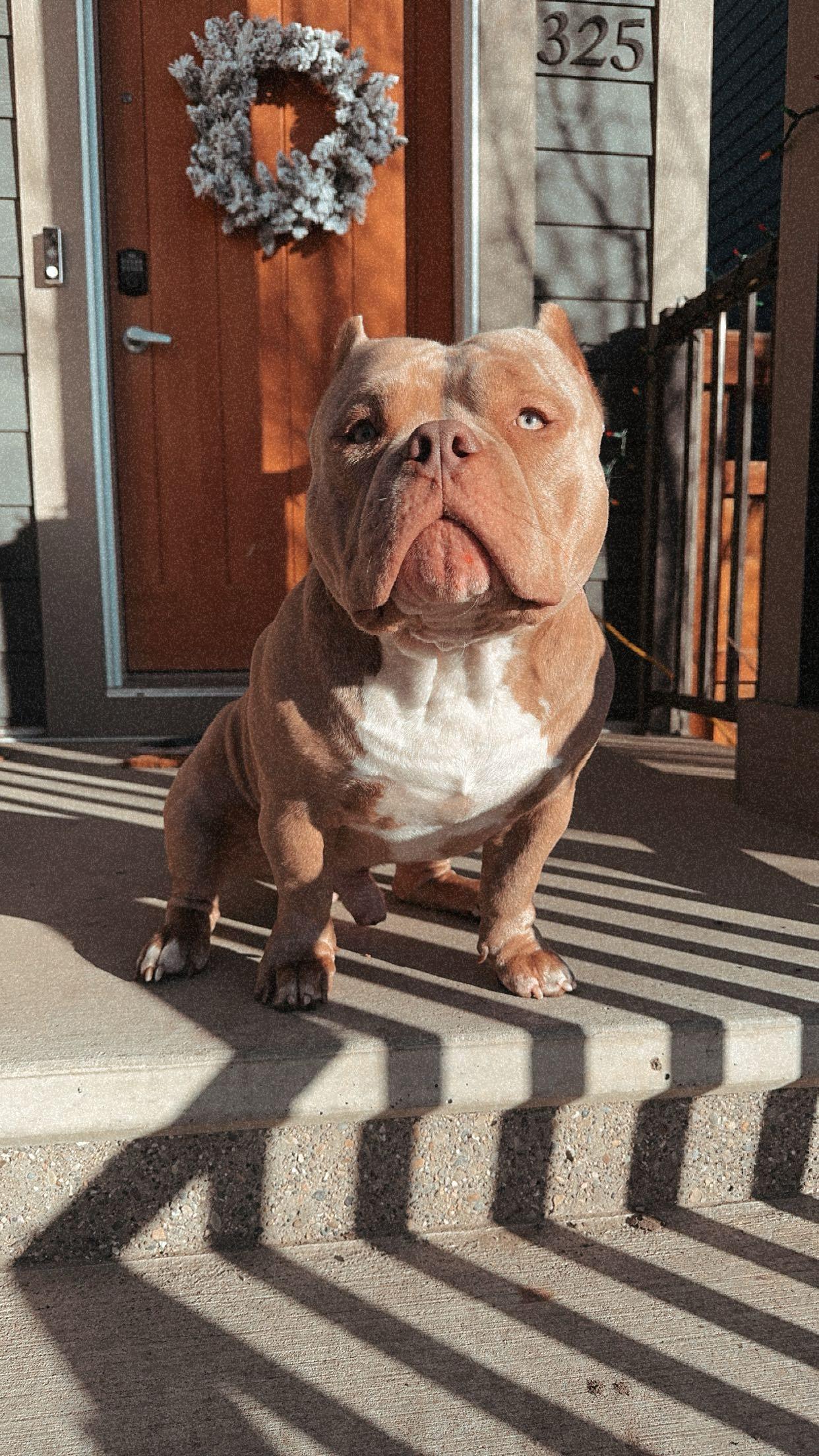 Photo of Pocket bully for stud