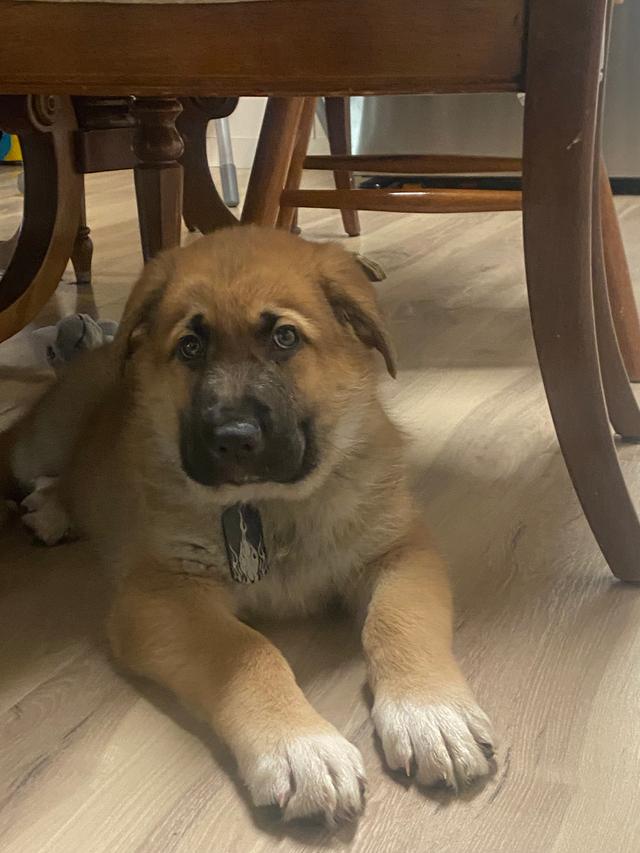 Photo of German shepherd/Great Pyrenees 8week old pup