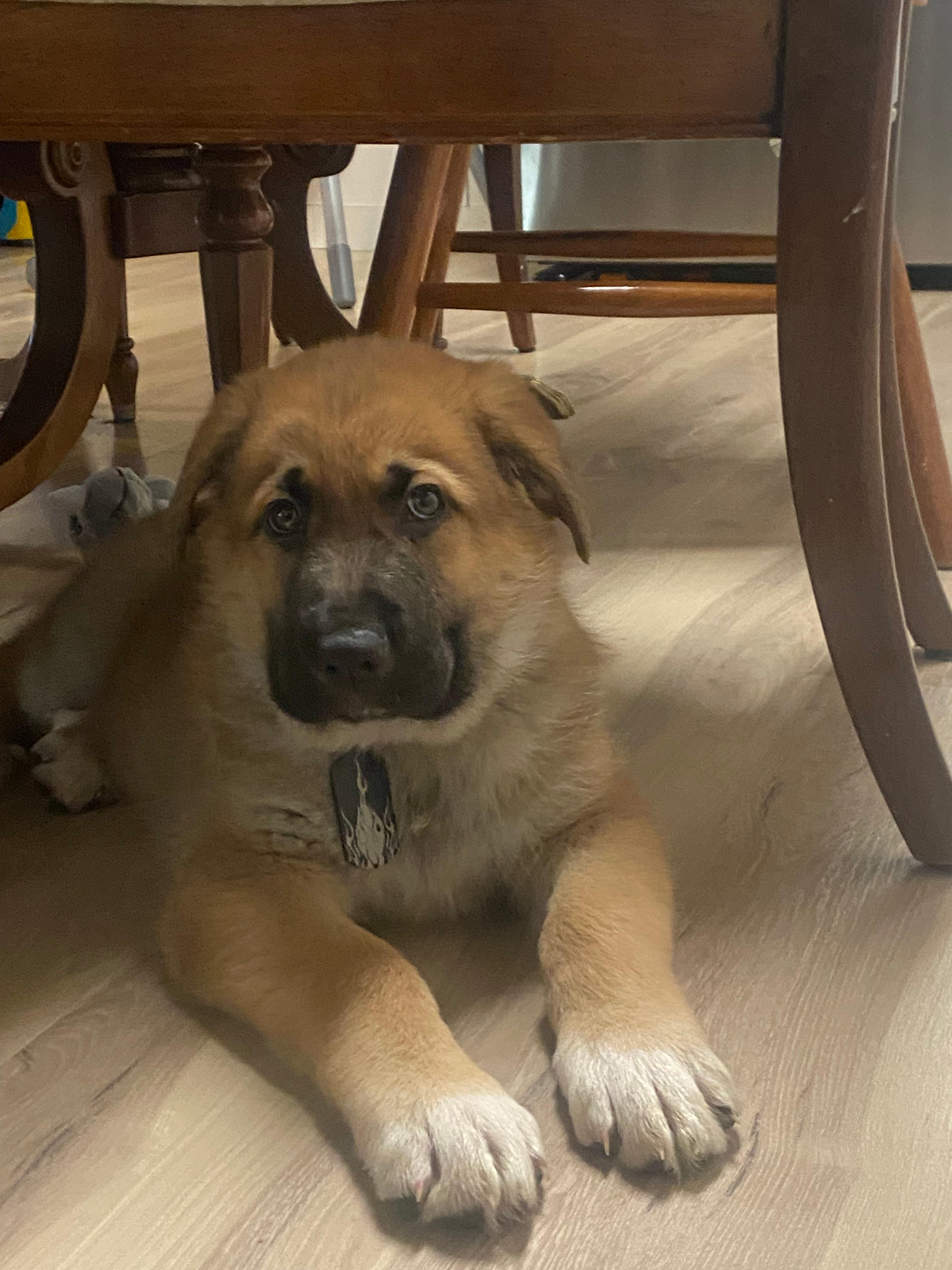 Photo of German shepherd mix with Great Pyrenees 