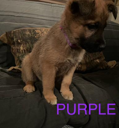 Photo of German Shepard/ red heeler cross  - 1