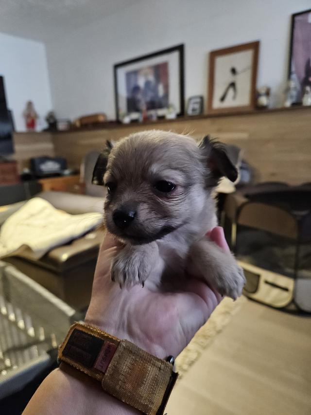 Photo of pomchi puppy