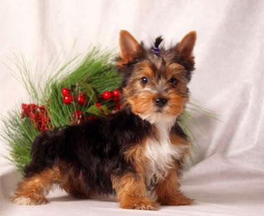 Photo of Christmas Cuddly Yorkie Puppies - 2