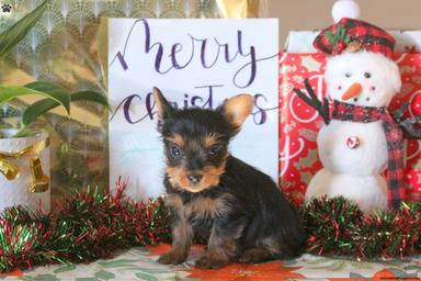 Photo of Christmas Cuddly Yorkie Puppies - 1