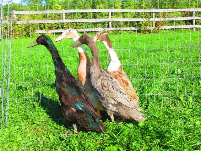 Photo of FREE - 3 Drake and 1 Female Indian Runner Ducks 