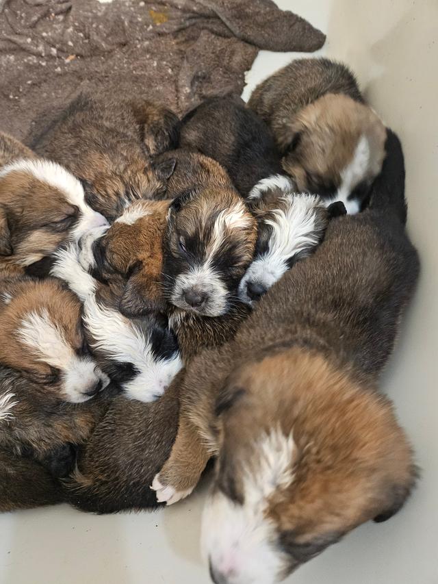 Photo of Christmas Pups! St. Bernese-Pyranese 