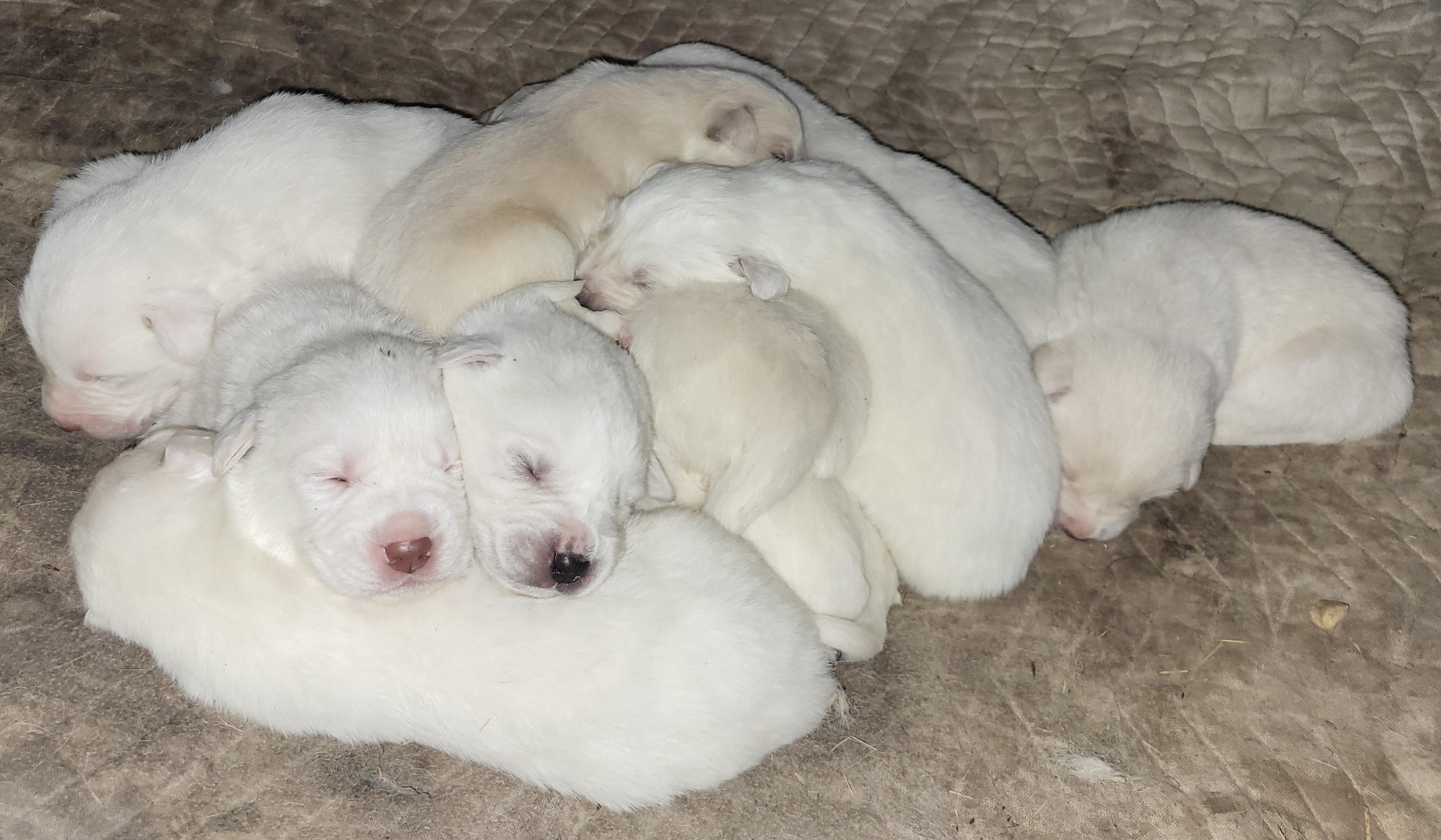 Photo of Livestock guardian puppies for sale