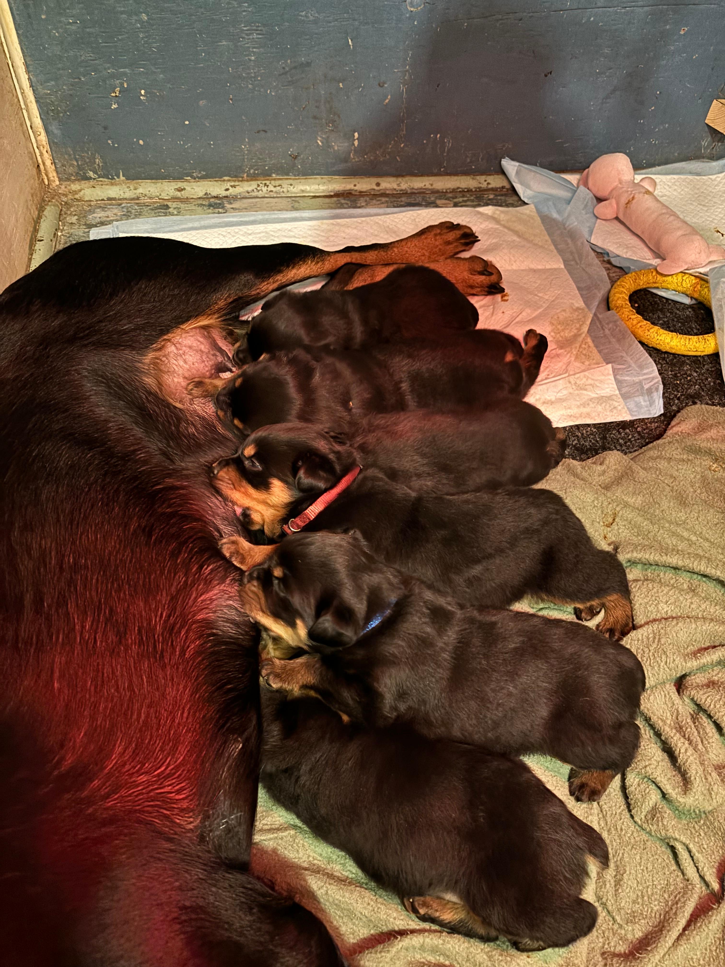 Photo of Rottweiler puppies for sale