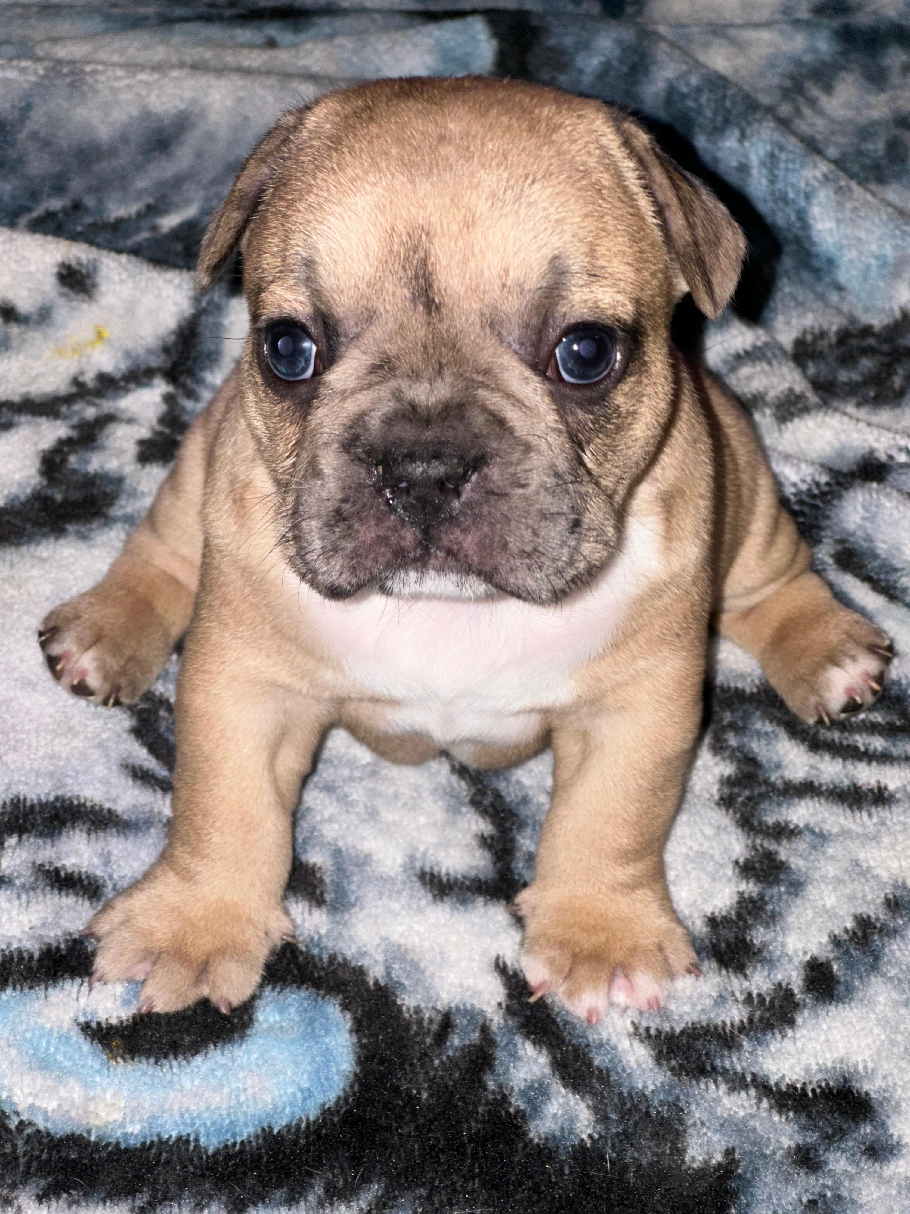 Photo of French bulldog pups