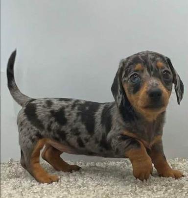 Photo of Miniature Dabble Dachshund Puppies Availble. - 1