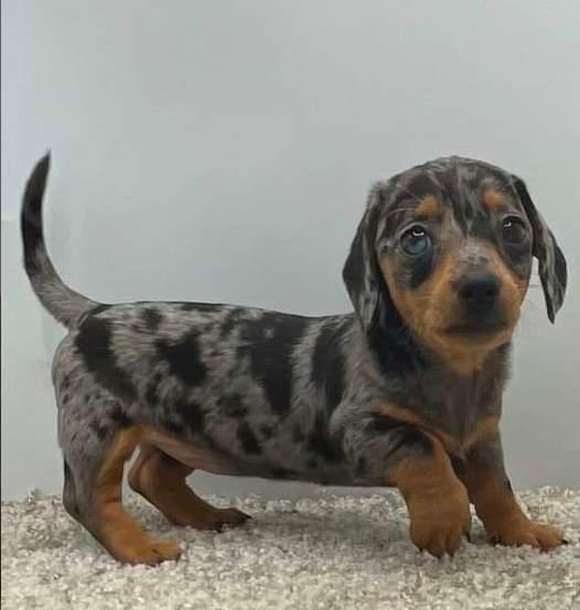 Photo of Miniature Dabble Dachshund Puppies Availble.