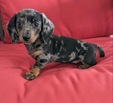 Photo of Miniature Dabble Dachshund Puppies Availble. - 2