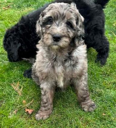 Photo of Goldendoodle puppies for sale. - 1