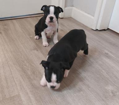 Photo of Boston Terrier Puppies Now Available.  - 1