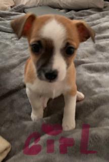 Photo of Chihuahua puppy ready for Christmas 