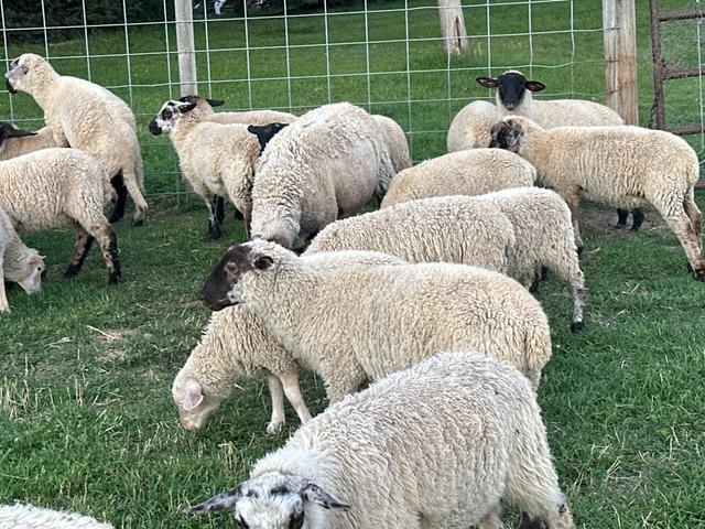 Photo of 2 lambs for sale 