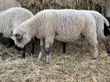 Photo of 2 lambs for sale  - 2