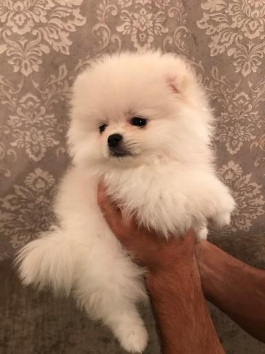 Photo of Pomeranian puppies - 1