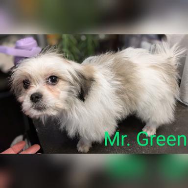 Photo of Shih Tzu Cross Pomeranian Chihuahua Puppies  - 2