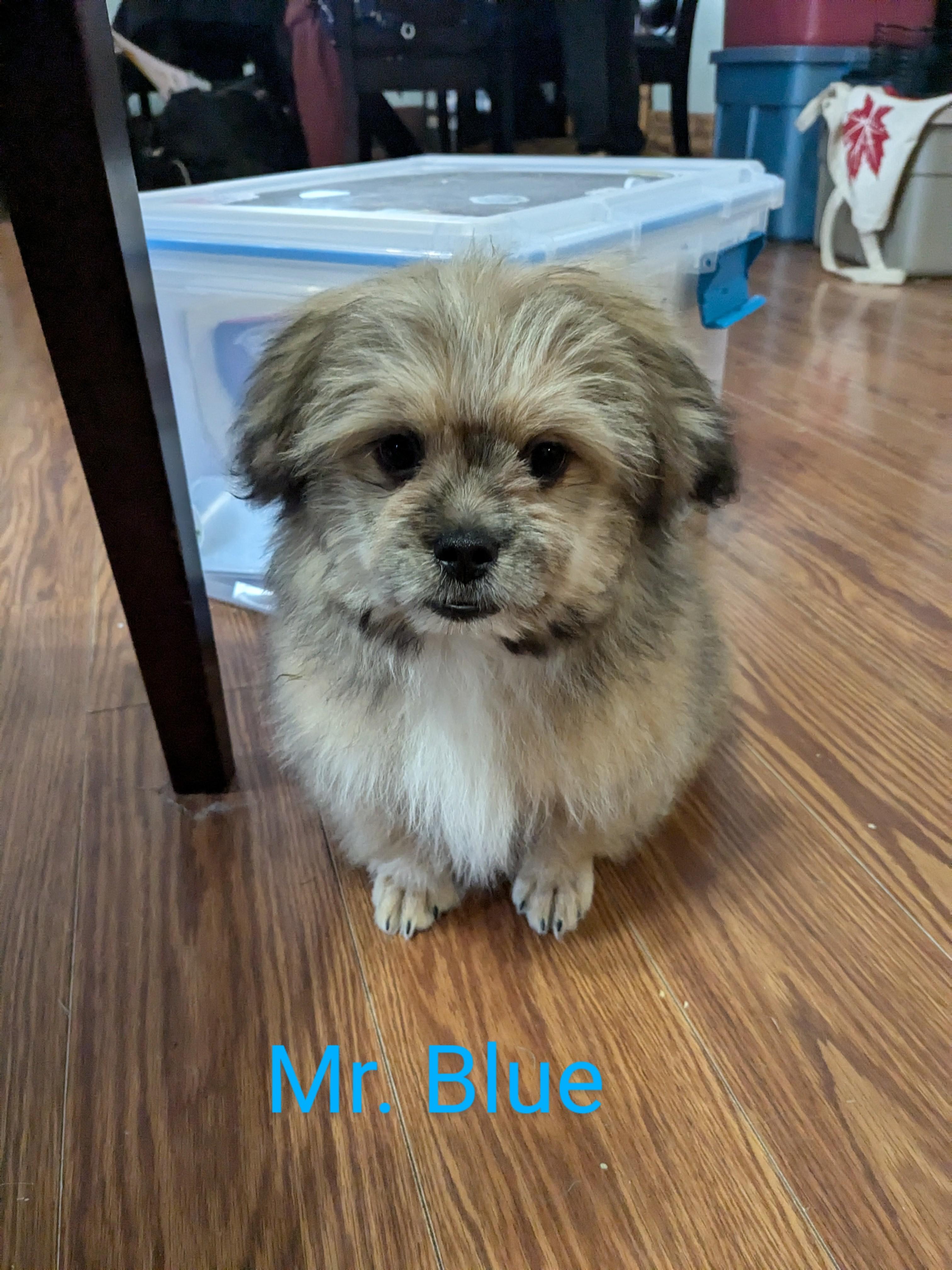 Photo of Shih Tzu Cross Pomeranian Chihuahua Puppies 