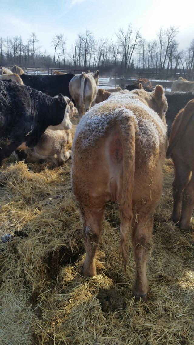 Photo of cattle