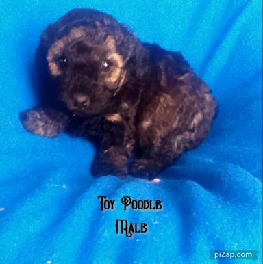 Photo of Toy Poodle Male - 1