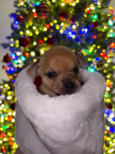 Photo of Chihuahua Puppies  - 1