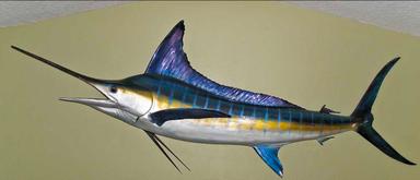 Photo of 9.5 foot striped Marlin - 1