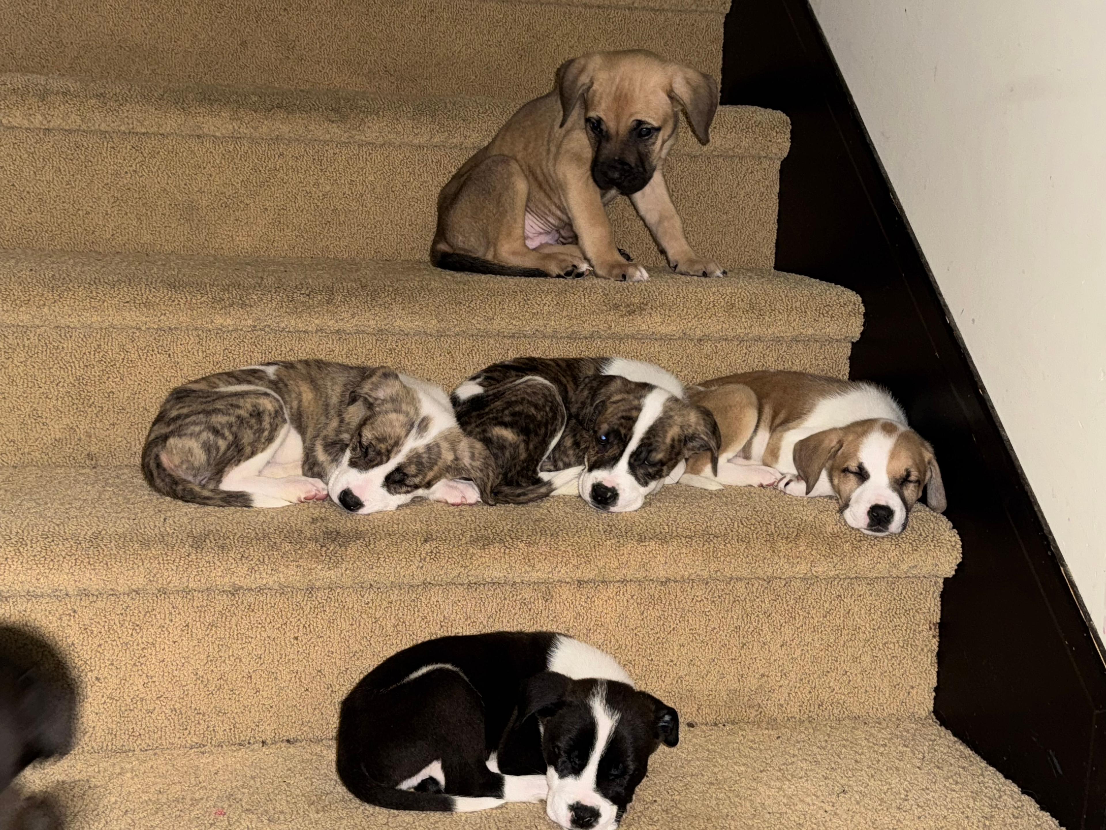 Photo of Christmas Puppies. 