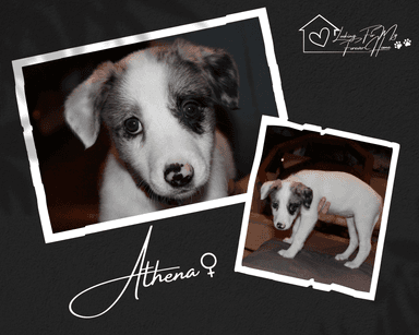 Photo of Border Collie X Aussie Shepard Pups for sale - 2