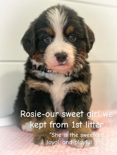 Photo of 3/4 Bernese Mountain Dog X 1/4 Saint Bernard Puppies - 1