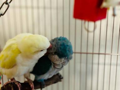 Photo of Albino Yellow and Emerald Quaker Parrot Pair for Sale. - 1