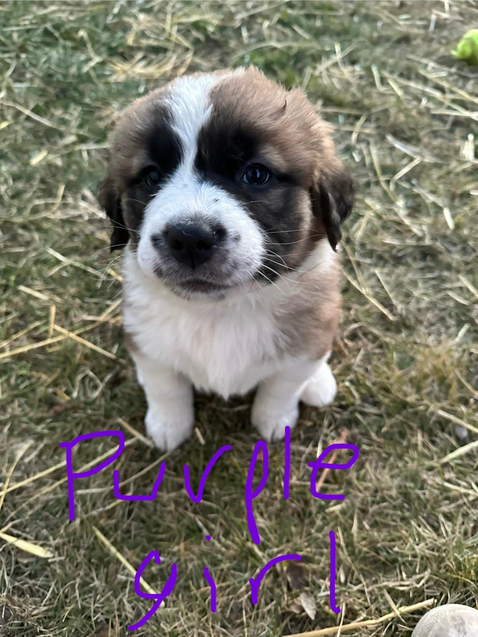 Photo of St Bernese Puppies